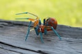 Orange Blue Glass Spider Figurine –  Miniature Insect – Handmade Blown Glass Sculpture – Whimsical Creepy Cute Spider Art product logo