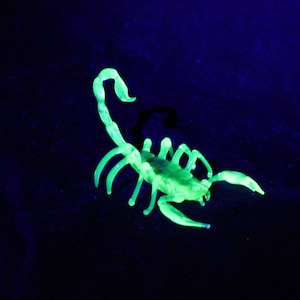 Könnte beinhalten: Eine leuchtend grüne Skorpionsfigur leuchtet unter Schwarzlicht. Der Skorpion ist in einer defensiven Haltung mit erhobenem Schwanz und ausgestreckten Klauen dargestellt.