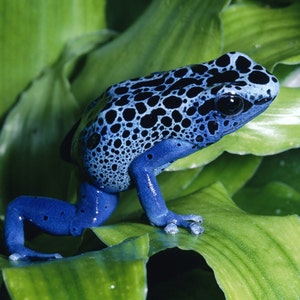 May include: A blue poison dart frog with black spots sits on a green leaf. The frog has a bright blue body with black spots and a white stripe running down its back.