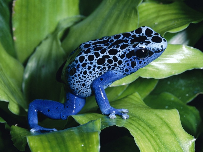 May include: A blue poison dart frog with black spots sits on a green leaf. The frog has a bright blue body with black spots and a white stripe running down its back.