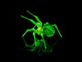 Uranium Glass Spider Figurine – Glowing Green Lampwork Spider – Handmade Gothic Halloween Decor – Creepy Cute UV Reactive Sculpture product logo
