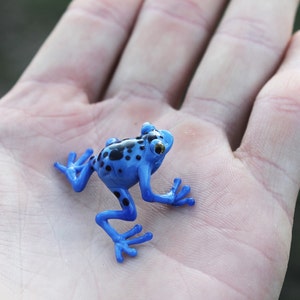 May include: A small blue poison dart frog with black spots sitting on a person's hand.