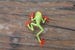 callidryas tree frog Blown Glass Frog Sculpture poison dart frog  lampwork boro toy Glass Frog Miniature Agalychnis callidryas 