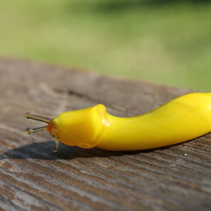 Banana Slug glass sculpture - Ariolimax californicus GLASS SLUG lampwork Glass Animals Handcrafted Snail glass sculpture