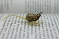 Rat Glass Miniature, Animals Glass, Art Glass, Glass Blown , Sculpture Made Of Glass, Glass Art product logo