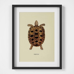 May include: A framed print showing a detailed illustration of a tortoise, with a brown and black shell, and the word "TESTUDO" below. The artwork is set against a cream-coloured background, encased in a black frame.