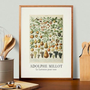 Adolphe Millot Fruit Print No. 2, vintage Franse kunstposter, natuur, koken, cottagecore, wetenschappelijk, plantbiologie illustratie print