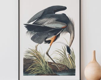 Impresión de garza azul de John James Audubon: amante de las aves vintage, arte ornitológico