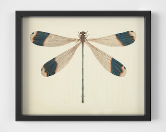 Póster vintage con ilustración de libélula - Impresión digital - Ilustración científica de la naturaleza