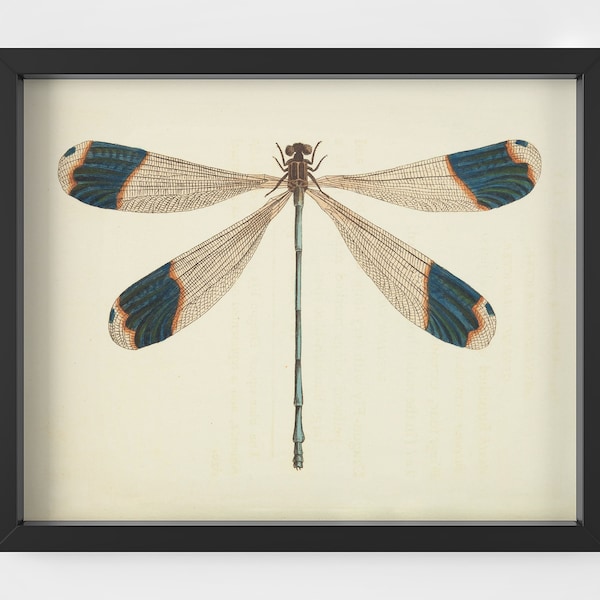 Vintage Dragonfly Illustration Poster - Digital Print - scientific nature illustration