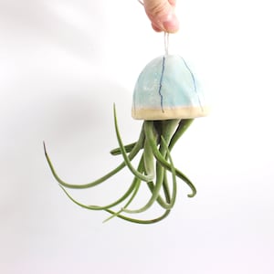 May include: A ceramic jellyfish air plant holder with a light blue top and green air plant tentacles. The top has blue stripes and a beige rim. The air plant has long, green, curly leaves. The holder is suspended by a white string.
