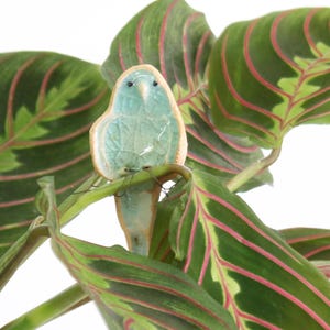 Barbara Wellensittich Plant Hugger Dekoration | Geschenkkarte | Letterbox Geschenk