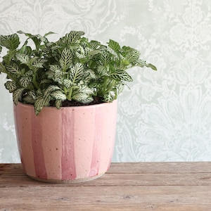 Può includere: Una pianta di Fittonia con foglie verdi e venature bianche in un vaso cilindrico di ceramica. Il vaso presenta strisce verticali alternate di colore rosa chiaro e rosa scuro con una consistenza maculata e una finitura liscia e lucida.