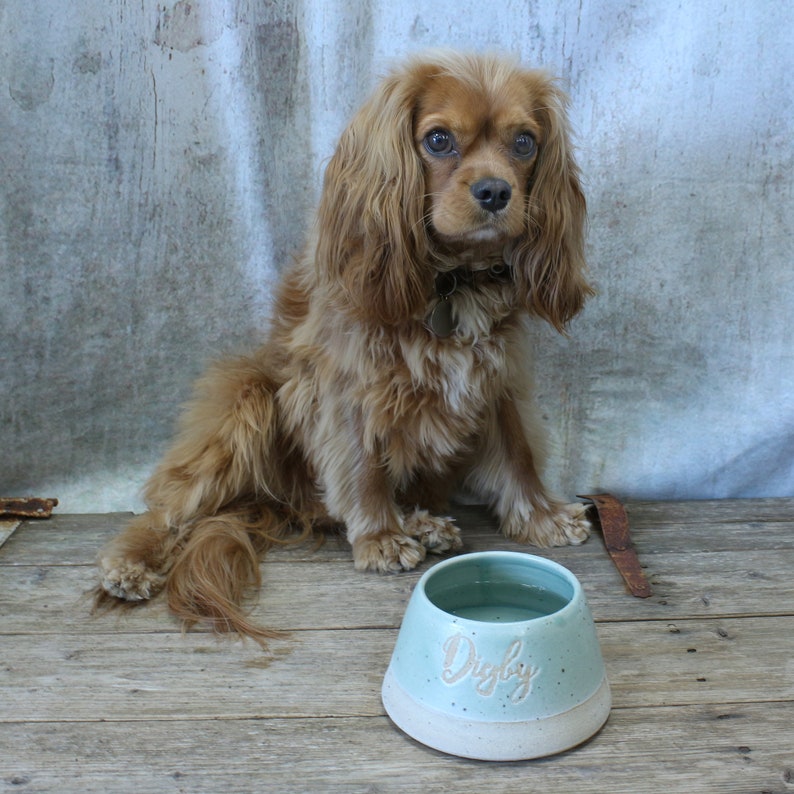 May include: A light blue ceramic dog bowl with white speckles and the name "Digby" written in cursive on the front. A brown and white Cavalier King Charles Spaniel dog is sitting next to the bowl.