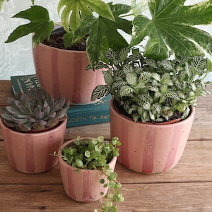 Puede incluir: Tres macetas cilíndricas de cerámica en color rosa empolvado con rayas verticales de color rosa más oscuro. Las macetas contienen varias plantas de interior verdes, incluyendo una suculenta, una fittonia de hojas veteadas.