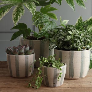 May include: A collection of four cylindrical ceramic planters featuring a cream-colored base with vertical sage green stripes and speckled details. Each planter holds a different green houseplant, including a succulent and leafy foliage.