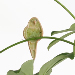 Bobby Budgie plantenknuffeldecoratie | Cadeaubon | Brievenbuscadeau