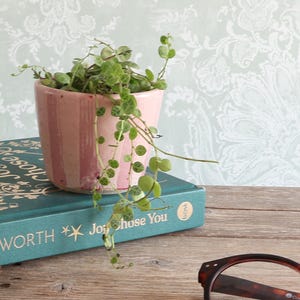 May include: A small, glossy pink ceramic planter with vertical stripes containing a trailing string of turtles plant with small, round, variegated green leaves. The planter sits atop a teal hardcover book titled Joy Chose You by A. Ashworth.