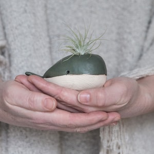 May include: A ceramic whale planter in green and cream tones, held in cupped hands. The whale-shaped pot contains a small air plant. The planter has a smooth, glossy finish and a whimsical design, suitable for home decor. The plant is a nice addition.