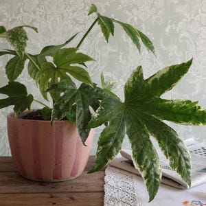 Könnte beinhalten: Eine panaschierte Fatsia japonica Pflanze mit großen, handförmigen, grün-weißen Blättern in einem runden, rosa, vertikal gestreiften Keramiktopf. Die Pflanze hat tief gelappte Blätter mit unregelmäßigen weißen Rändern und Sprenkeln.