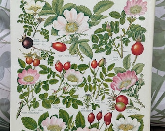The Concise British Flora in Colour by W. Keble Martin First Edition 1965