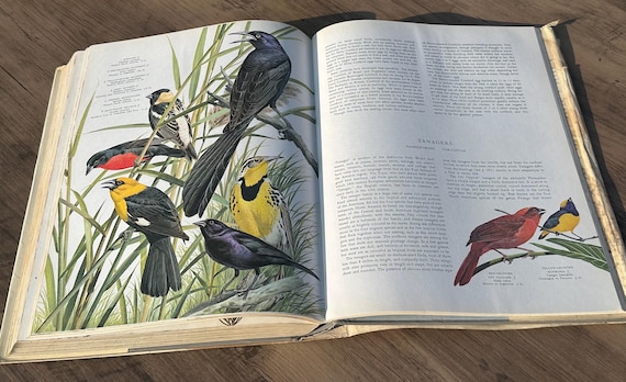 Birds of the World