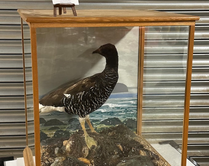 Large Vintage Cased Taxidermy Kelp Goose on a naturalistic base By World Of Nature Taxidermists