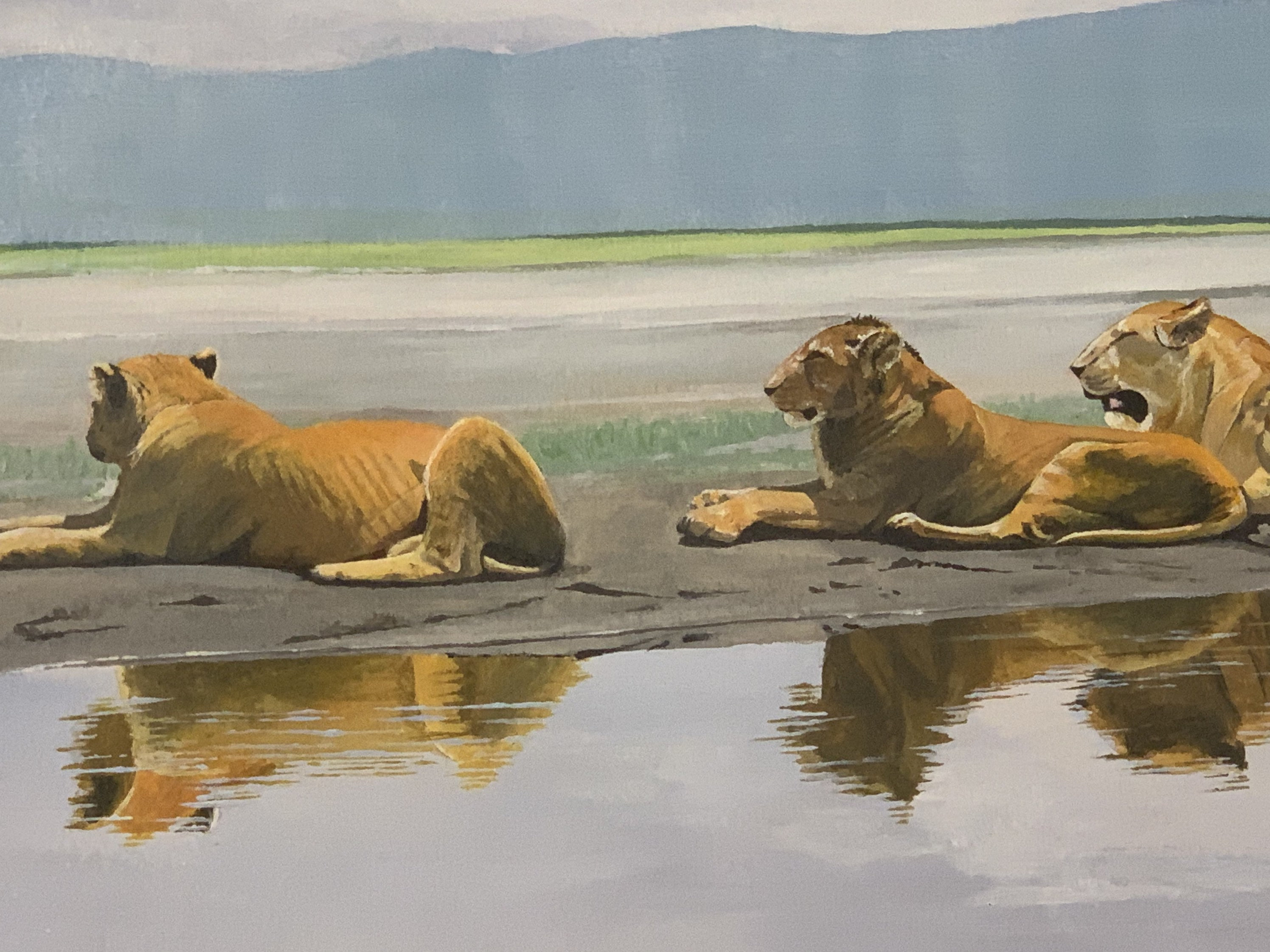 Lovely Original Oil Painting Of A Pride Of Lions Laying By A Lake By J