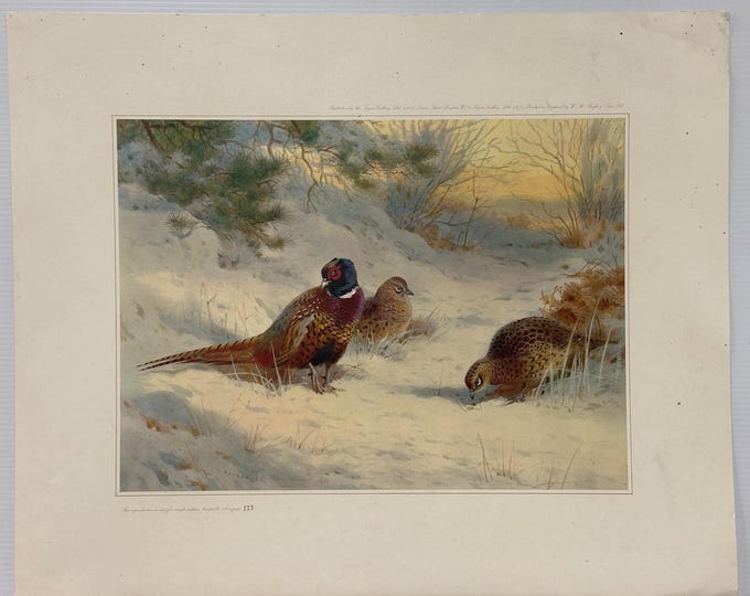 Lovely Ltd Edt Print of Pheasants In Snow  by Renowned Artist Archibald Thorburn 333/500