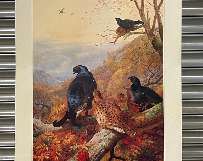 Fabulous Limited Edition Print of Grouse by Renowned Artist Archibald Thorburn - This is limited edition 488 of 500