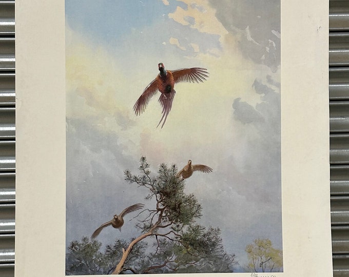 Limited Edition Pheasant Print by John Cyril Harrison Signed by Artist 377/500