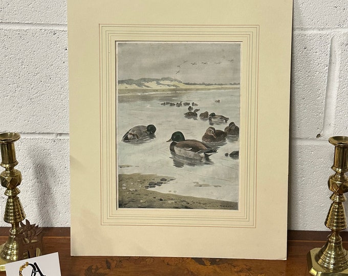 Vintage Print ‘Mallards Off The Coast’ After Archibald Thorburn 1897