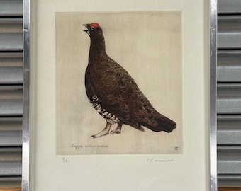 Timothy J. Greenwood – Scottish Red Grouse Limited Edition Print (9/50)