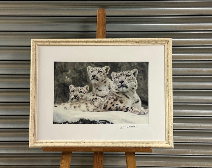 Signed Wildlife Photographic Print – Snow Leopards, By Cheng Yan (British-based Artist & Photographer)