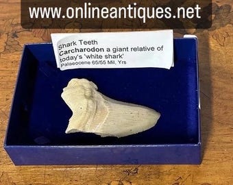 Shark Tooth Carcharodon Fossil a Giant Relative of today's 'Great White’ Shark