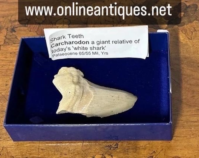 Shark Tooth Carcharodon Fossil a Giant Relative of today's 'Great White’ Shark