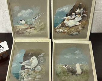 Lovely Set Of Four Oil Paintings Of Sea Gull / Sea Birds By Eleanor Dunham