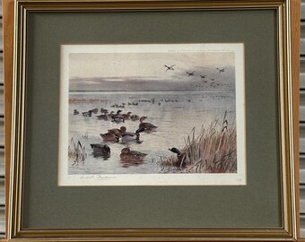 Beautiful Antique Colour Print by renowned British wildlife artist Archibald Thorburn (1860–1935),  “Mallard on the Lake Sandringham’’
