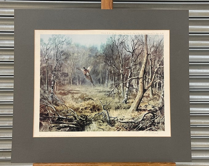Fabulous Limited Edition of 500 Print of a Pheasant Woodland Scene by Rodger McPhail