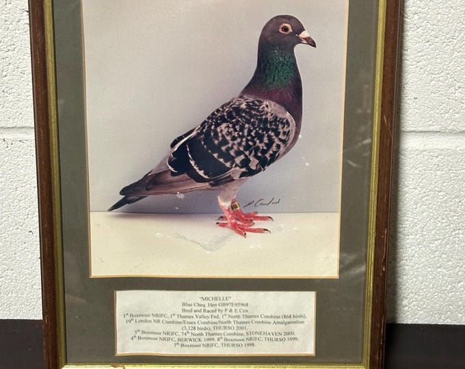 Beautiful Overpainted Photograph Of A Racing Pigeon Called Michelle, c1990’s /2000’s