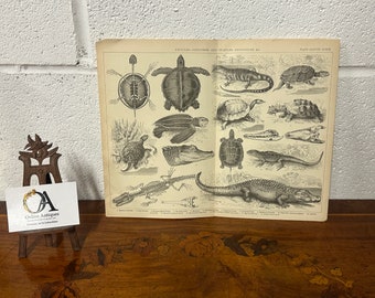 Antique Engraving Plate 168-169 Reptiles -Tortoises, & Turtles, Crocodiles.