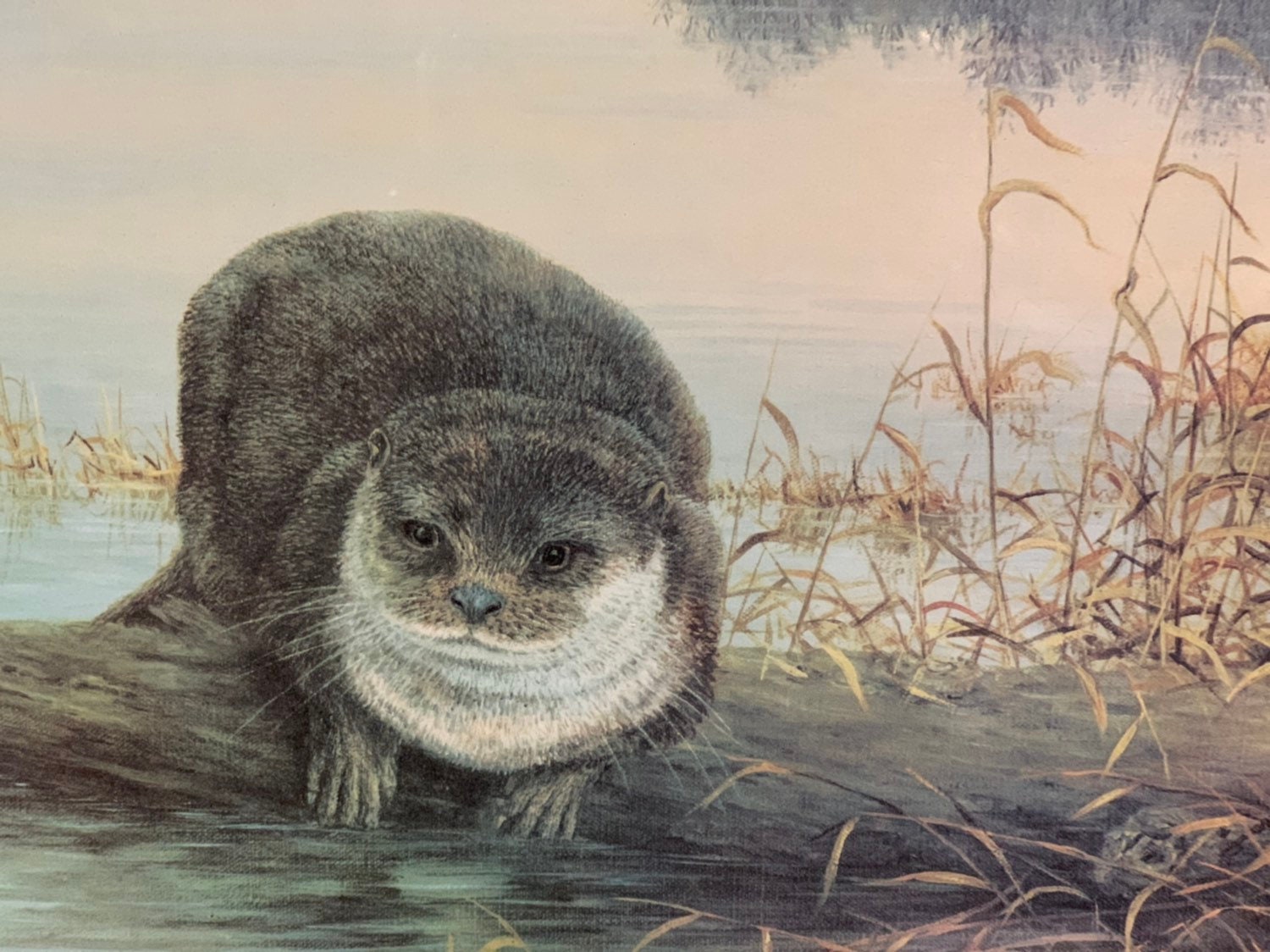 Fabulous Large Gilt Framed Limited Edition 49/500 Print of an Otter still  Waters -  Canada