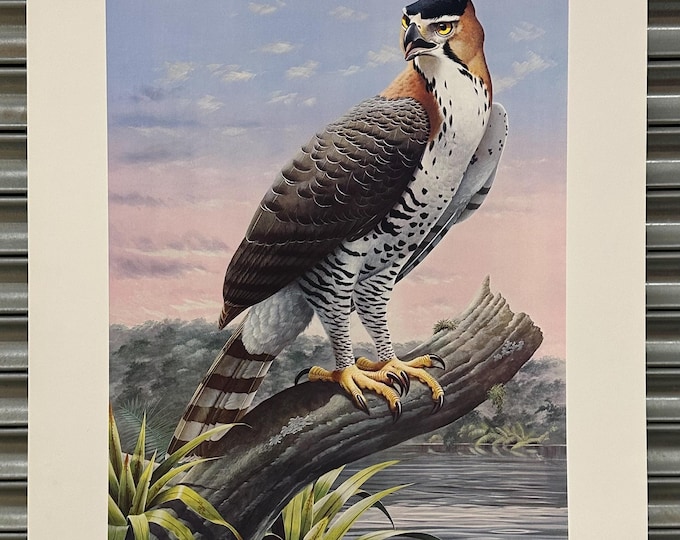 Large Print Ornate Hawk Eagle By Trevor Boyer Limited Edition