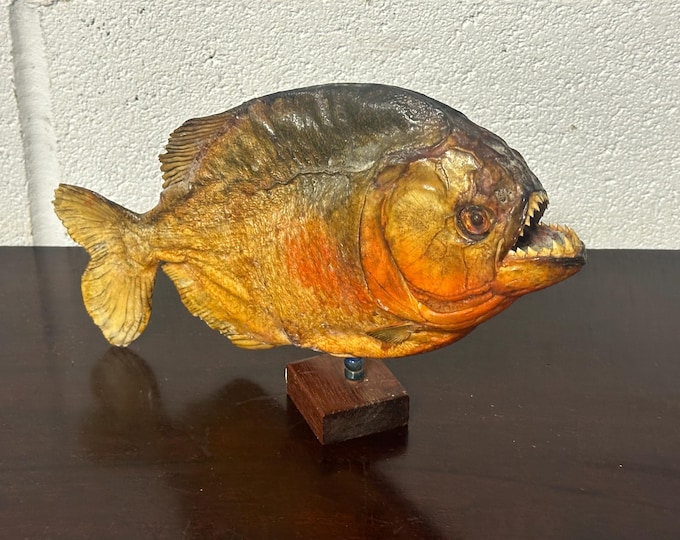 Vintage Taxidermy Piranha Mounted On A Wooden Base