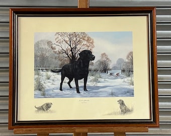 Beautiful 1980’s Framed Print Titled Black Labrador By Nigel Hemming - Perfect Gift