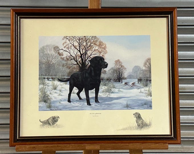 Beautiful 1980’s Framed Print Titled Black Labrador By Nigel Hemming - Perfect Gift
