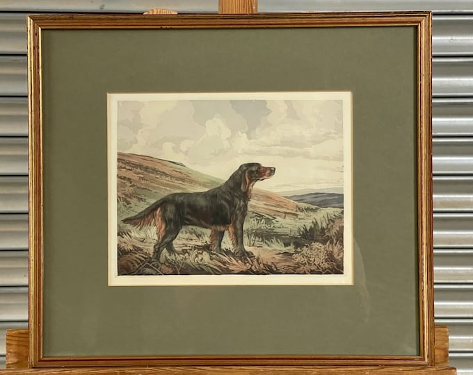 Lovely Late 19th Century Quality Hand Coloured Etching Of A Gordon Setter