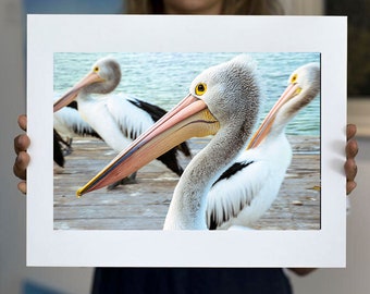 Matted Print | Pelican Pride