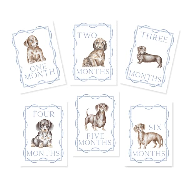 Dachshund Milestone Cards, First Year Cards, Monthly Milestone, Boy Month Cards