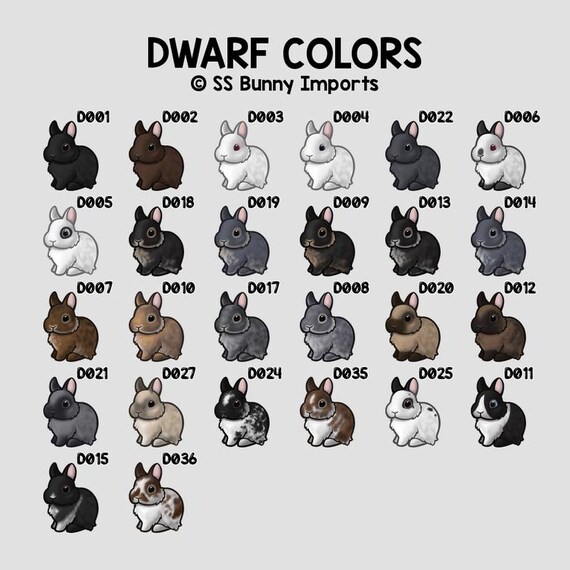 Agouti Netherland Dwarf Bunny Sticker; Printed Chibi Rabbit Vinyl